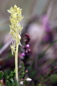 150807 Bog Orchid with heather FBblog crop
